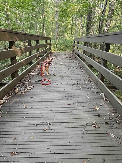 Eagle Scout bridge at Wildwood Acres