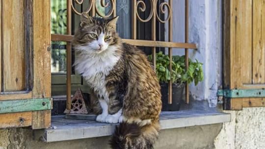 A cat sits on the sill of an Italian window. | Christa Eder | Dreamstime.com