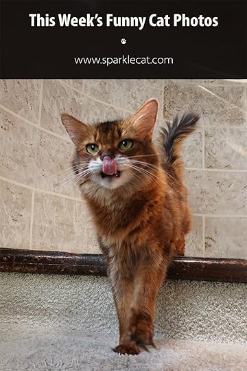 Somali cat on turret stairs with tongue out