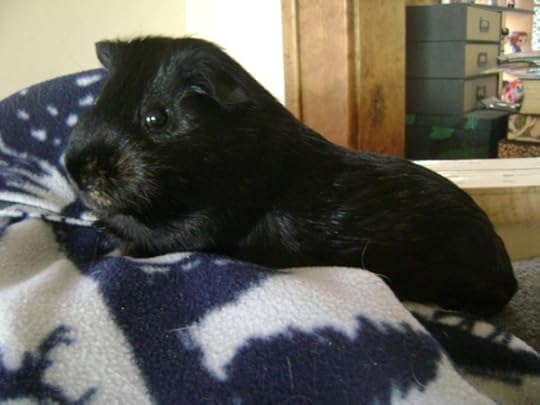 Rachel E Smith guinea pig Salem