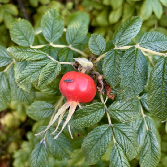 Eine Hagebutte am Strauch, ein Fluginsekt krabbbelt darauf