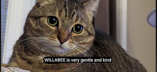 A photo of Willabee, a brown tabby cat with green eyes. She is sitting on the back of the couch and looking into the distance. There is a caption at the bottom of the photo: "WILLABEE is very gentle and kind"