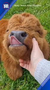 Cute baby highland cow | Oh, that's the spot! 🥰 | By Daily Mail Video | Facebook