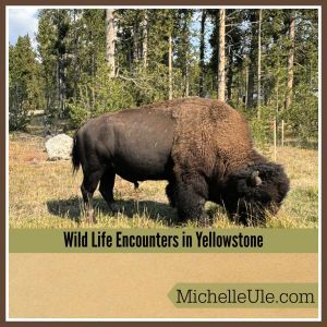 Bison in Yellowstone