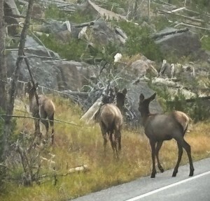 Three young moose crossing the road
