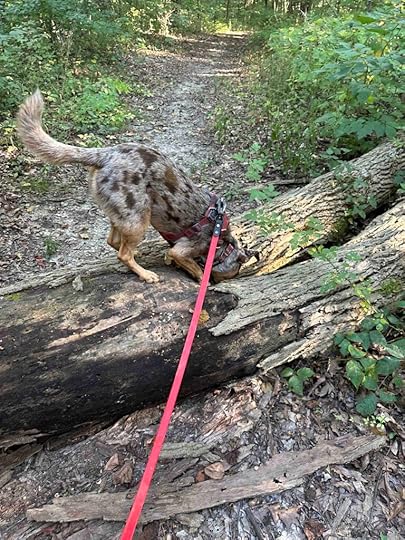Sunny snooping a tree trunk