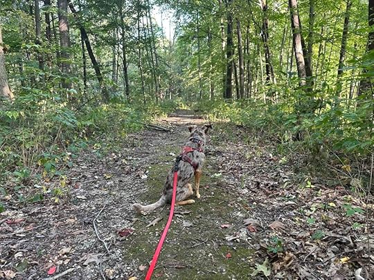 Looking at the forest