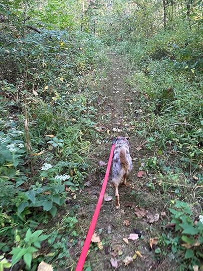 diminishing trail at Deniston Natural Resource Area