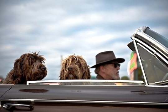Two scruffy dogs and a man with a white beard, wearing a hat and sunglasses, riding in a black convertible.