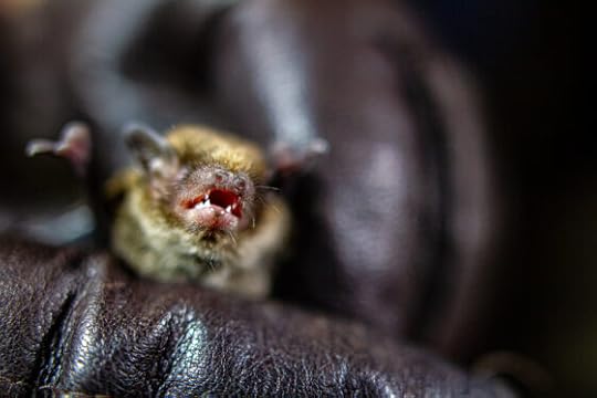 Linking wildlife decline to human health is rare