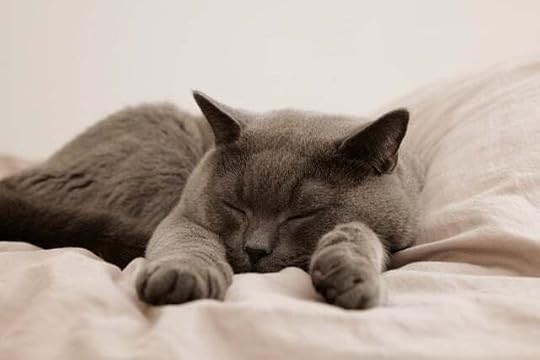 A dark grey cat cleeping on a white bed.