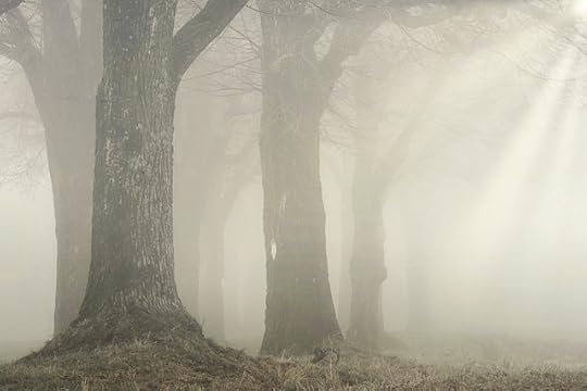 Trees in the fog
