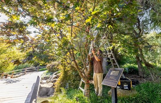 Grounds team putting up Christmas lights
