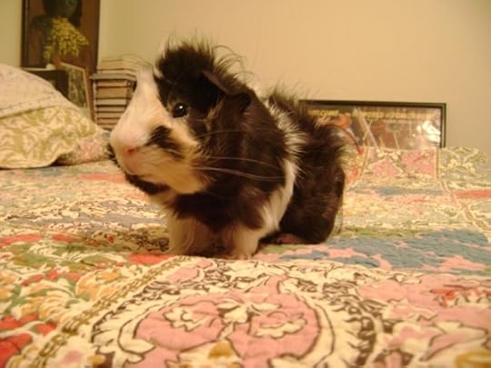 Rachel E Smith guinea pig Finny