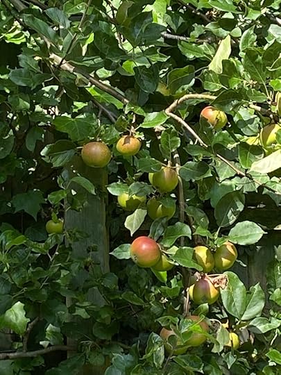 Apples