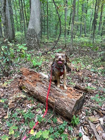 dog on a log