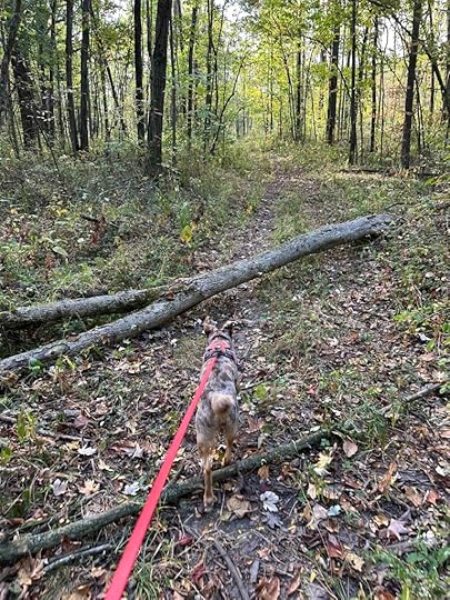tree down on the trail