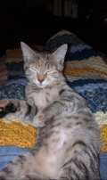 cat lovers, cats, Charles Bukowski