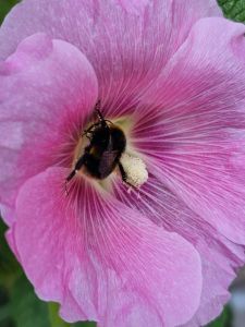 Picture of a hollyhock flower with a bee inside it collecting pollen.