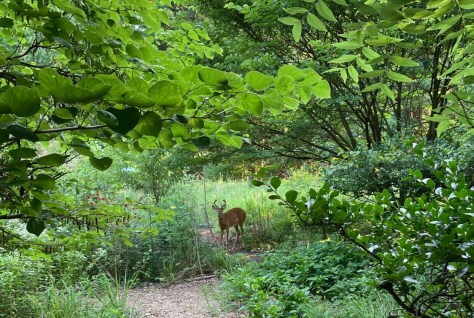 Deer on path