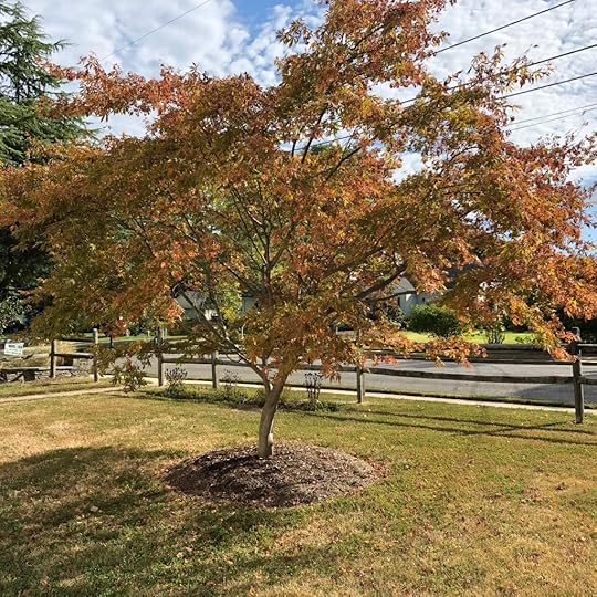 Maple in sun