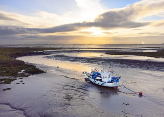 The importance of mudflats and why shorebirds matter