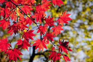 Autumn Is Here