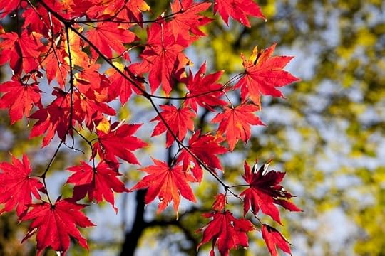 Red maple leaves