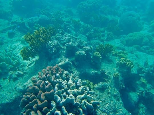 Vegetation underwater at the Great Barrier Reef