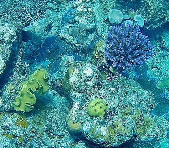 vegetation underwater at the Great Barrier Reef