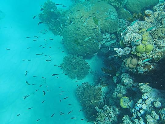 Fish in the Great Barrier Reef