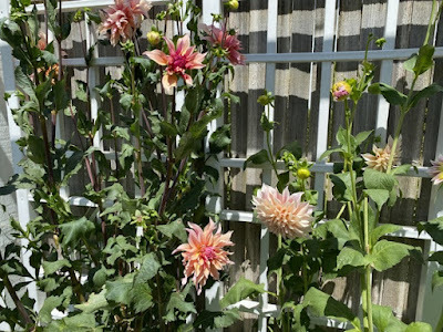 flower garden at Riverbench Vineyard & Winery in Santa Maria, California