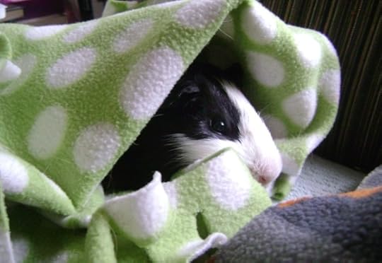 Rachel E Smith guinea pig Thorfy
