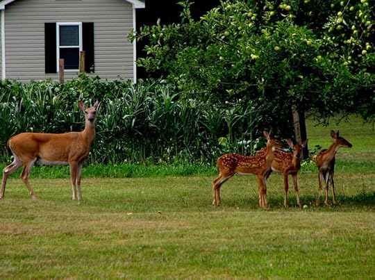 deer and three fawns in yards