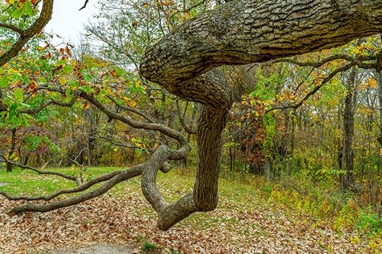 Iowa Jasper State Park Dragon Maple Tree