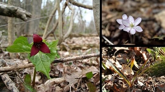 photos of trillium, liverwort, and trout lily