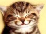 New Year, cats,happy wishes