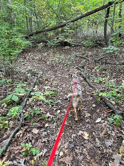 in the woods at Payton County Park