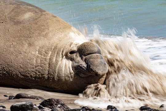 Elephant seal Sammy’s sudden reappearance celebrated with love by Portlanders