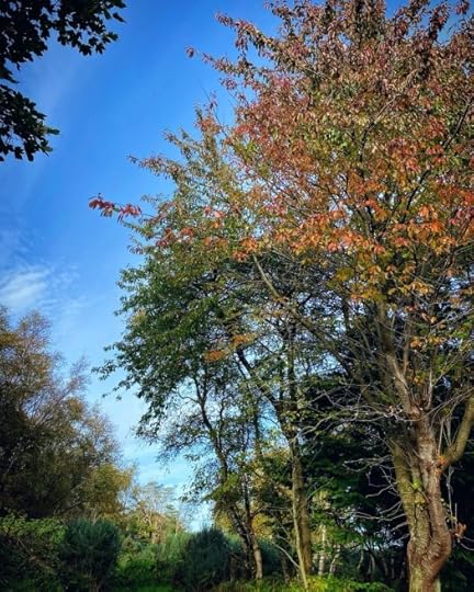 autumn days - trees