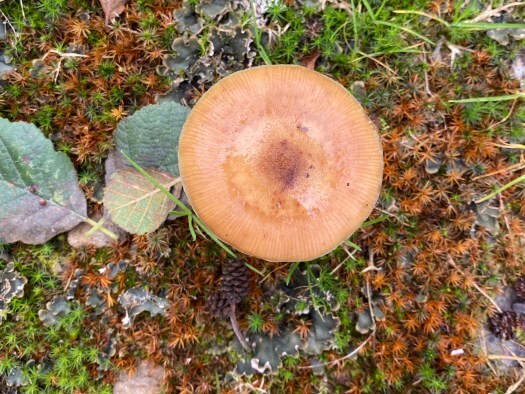 fungi - autumn days