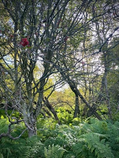 tree with berries