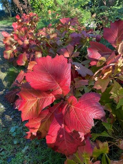 rodgersia