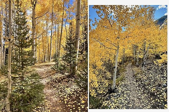 aspen tree tunnels on lower loop trail near crested butte