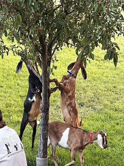 3 goats trimming a tree