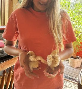 Girl holding two chicks