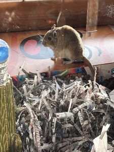 A kangaroos hamster?