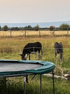 mules cropping grass