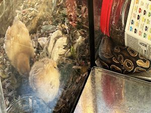 2 chicks and a snake live in a menager