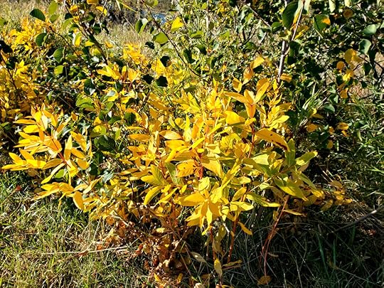 fall foliage